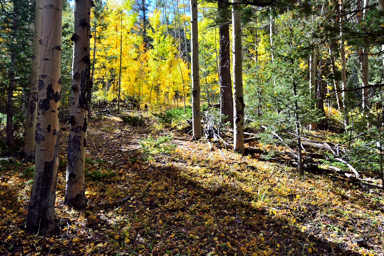 Colorado Dream Land