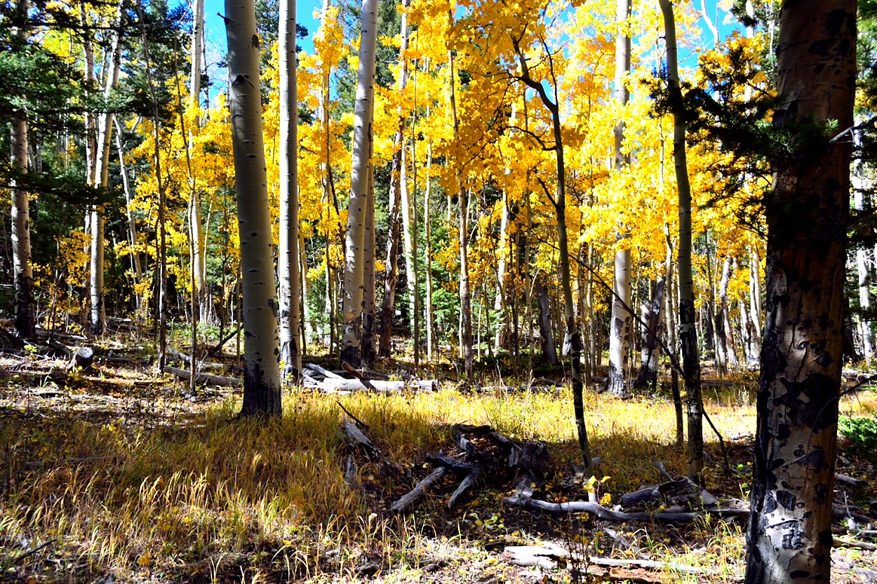 Colorado Dream Land